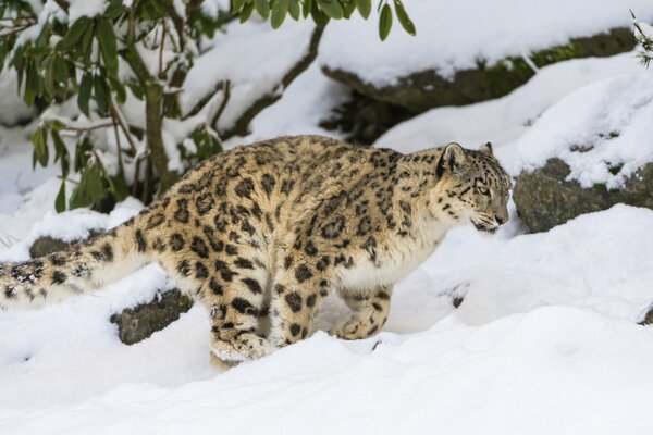 The snow leopard runs through the snow among the rocks