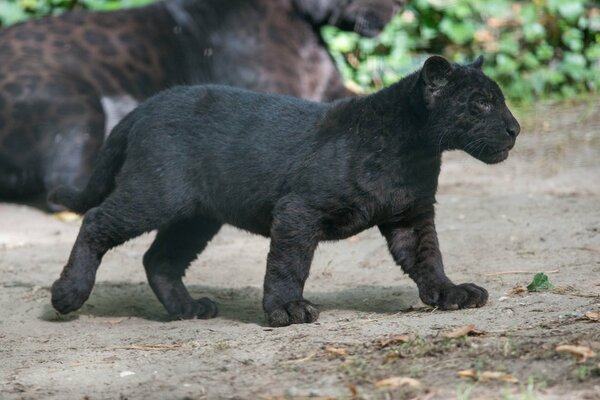 Black Panther cub goes to mom