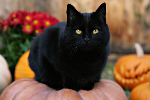 Halloween è vicino. Gatto nero