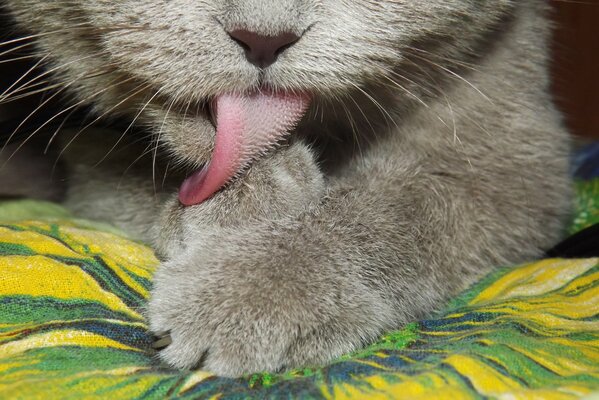 Grey cat licks paw