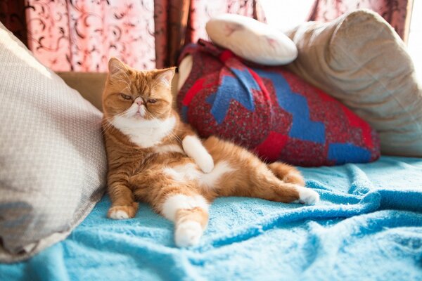 Rothaarige Katze ruht sich auf dem Bett aus