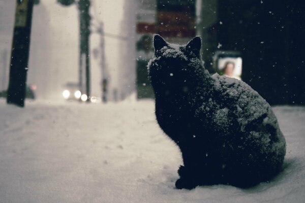 Black adult cat on a snowy street