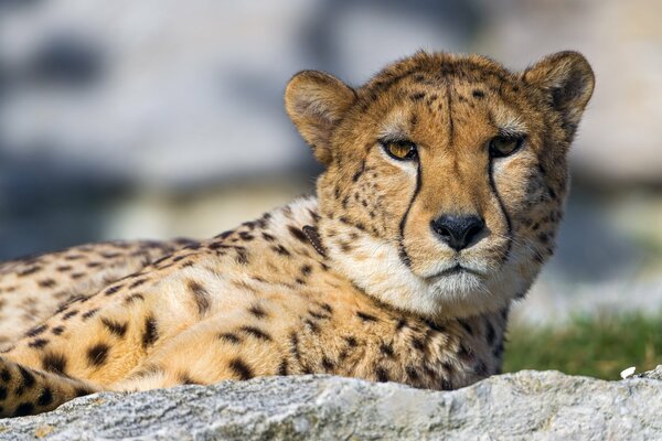 The cheetah is resting. The predator s Gaze