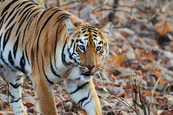 Tiger hatte Angst vor großer Beute