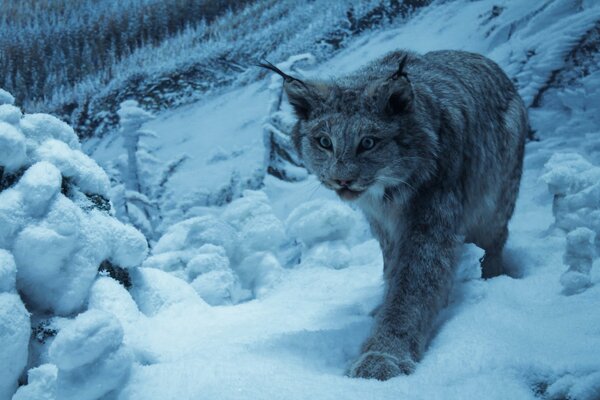 Leopard walks in the snow in the mountains