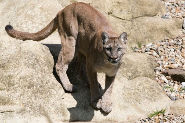 Cougar rapaz se para en las rocas