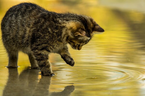 Chaton joue avec le reflet dans l eau