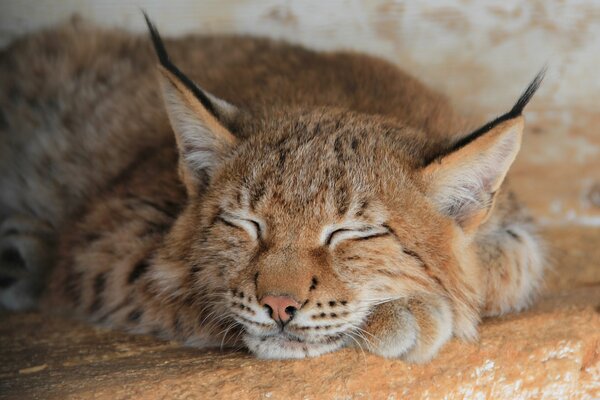 El lince se durmió en sus patas