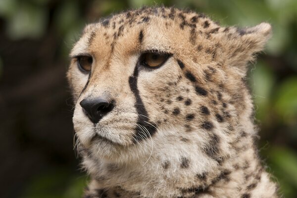 A cheetah s predatory gaze into the distance