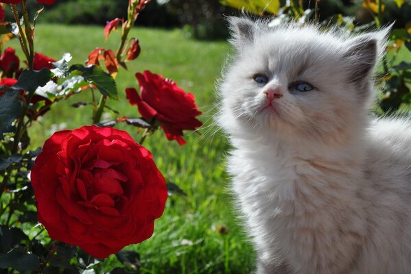 Смешной котёнок с красными розами