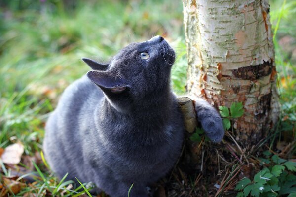 Gato gris en un paseo por el abedul