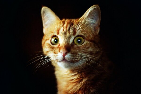 Funny ginger cat with green eyes