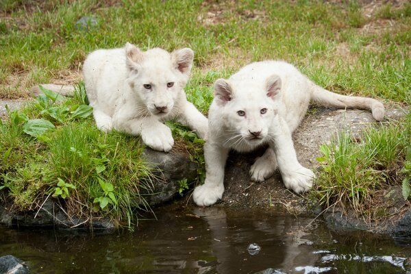 Dwa białe lwiątka na brzegu zbiornika