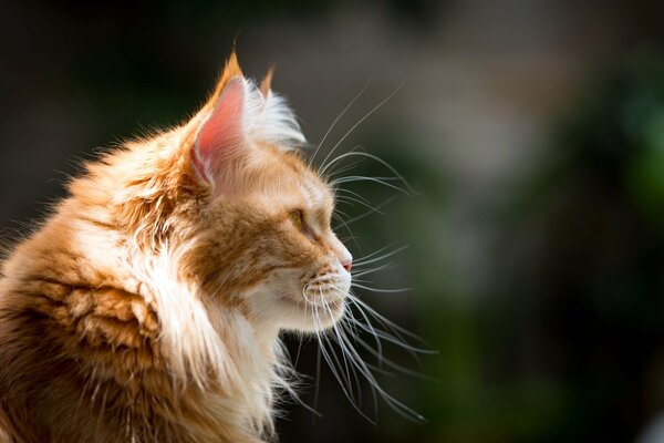 Rothaarige Maine coon Katze im Profil