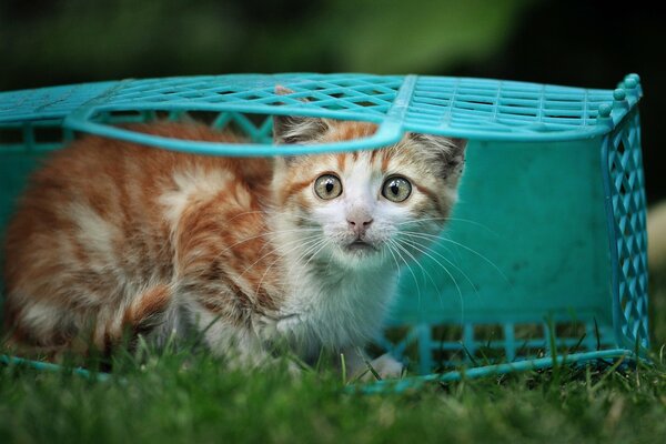 Маленький напуганный котенок в корзинке