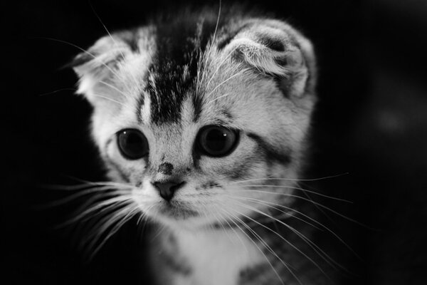 Mignon chaton noir et blanc