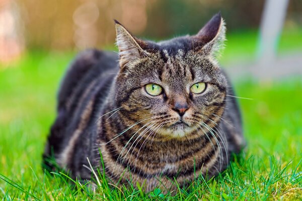 A striped cat is lying on the grass