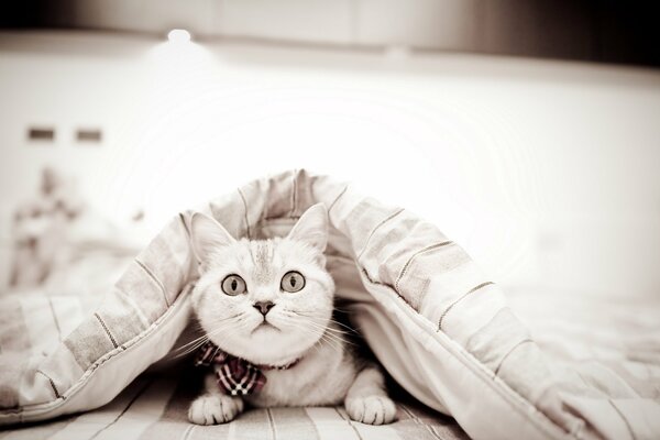 Chat blanc domestique sous la couverture