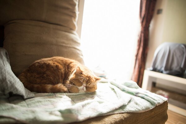 Gato dormido en la comodidad del hogar