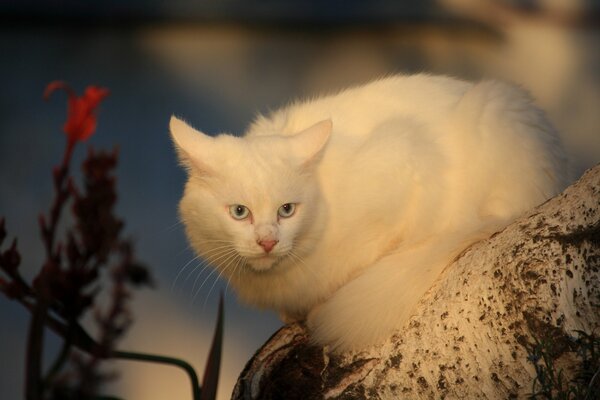 Gatto bianco seduto su una cagna