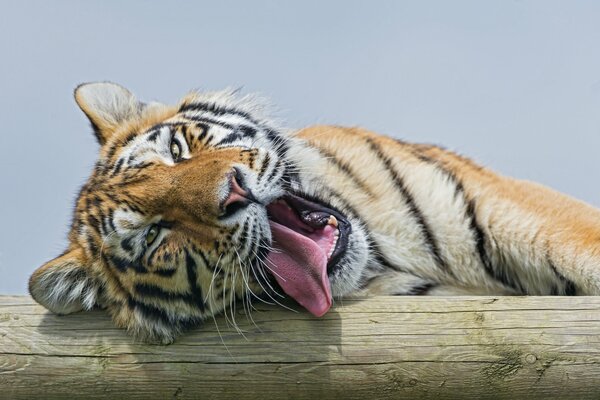 El tigre de Amur saca la lengua