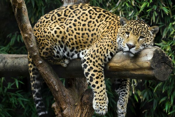 Un Jaguar fatigué sur une bûche dans la nature