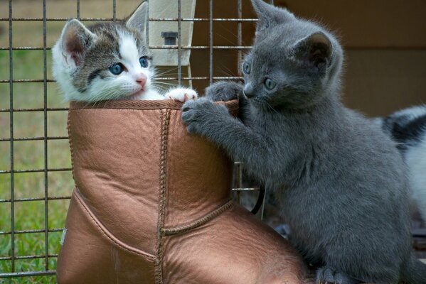 Two kittens playing in a boot