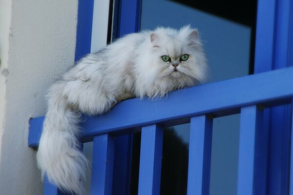 A fluffy white cat is lying on the railing