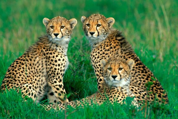 A family of spotted cats in a meadow