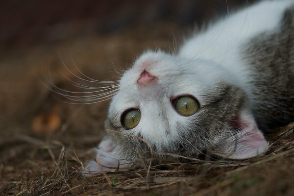 Cute kitty face with a mustache