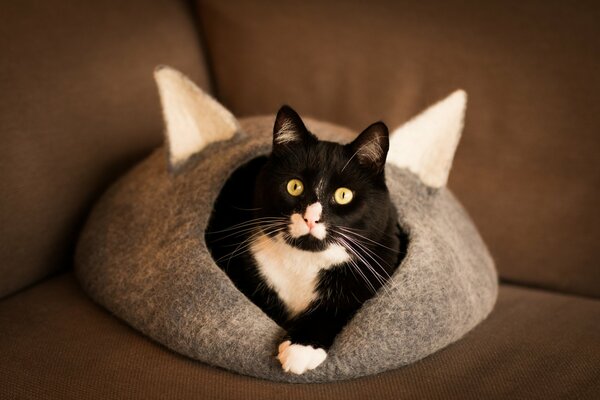 A black and white cat is lying in a cat house