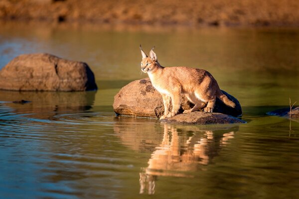 The lynx is reflected in the water of the reservoir