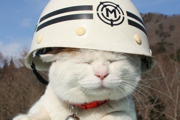 Sí, un gato blanco libre con un casco de rescate