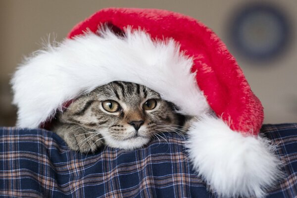 Chat rayé dans le chapeau du père Noël