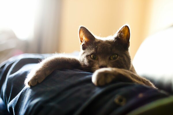 Le chat Barthélemy regarde couché