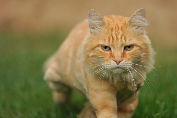 Rote Katze, die im Gras schleicht