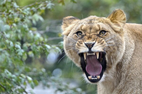 Lioness s mouth in the wild