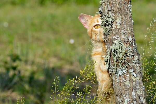 Rudy kot ukrył się za drzewem