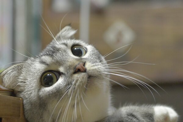 Lindo gato. Ojos grandes