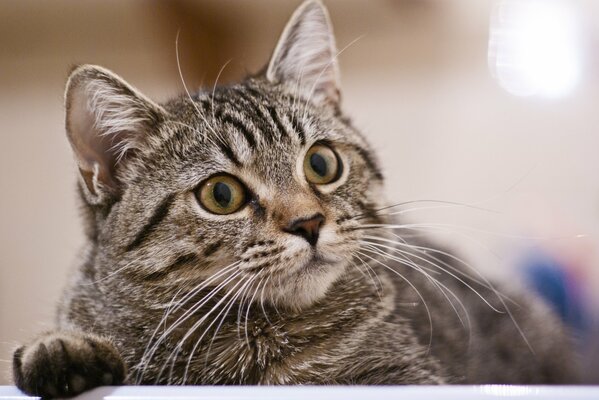 The cat poses for a portrait shoot