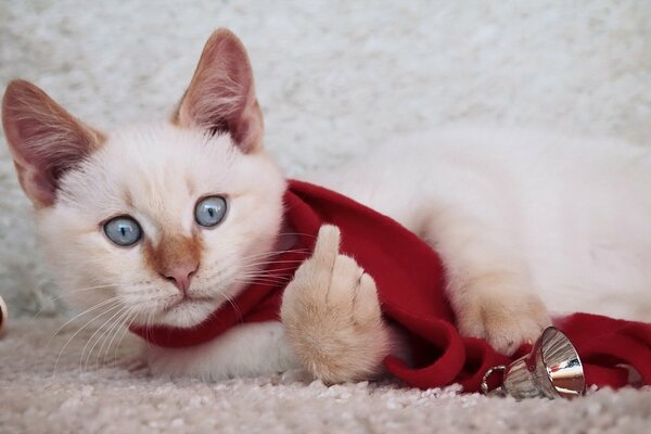 A cat in a red scarf is lying with a bell