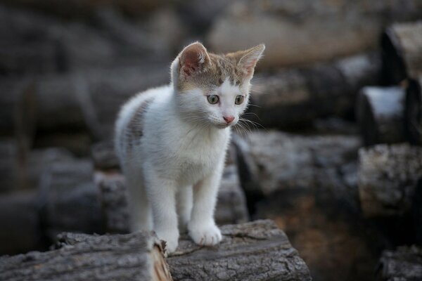 Un pequeño gatito camina sobre la leña