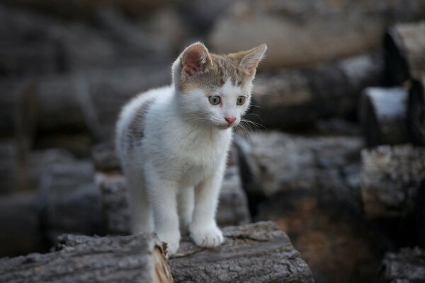 Mały kotek chodzi po drewnie