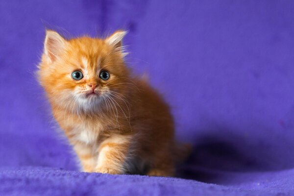 Blue-eyed red kitten on a lilac background