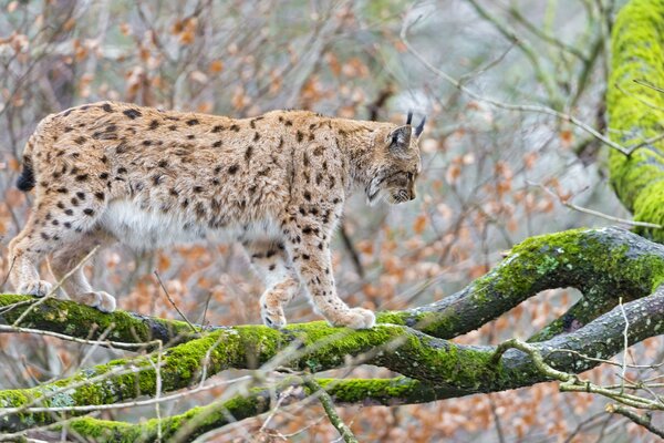 Ein gefleckter Luchs geht über einen Ast