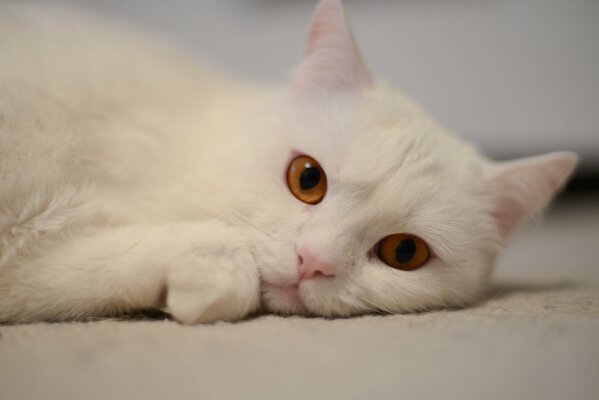 A white British cat with an amber look