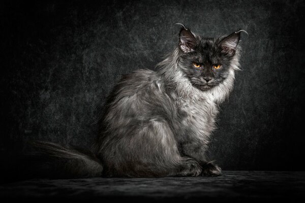 Fluffy kitten maine coon background