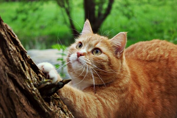 A cat with a long mustache. Put his paws on a tree