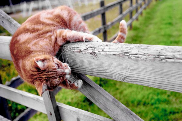 Pelirroja gato trepando por la valla