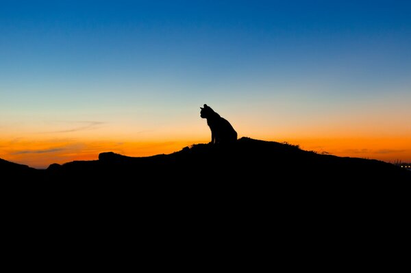 Silueta de gato contra el fondo del cielo al atardecer